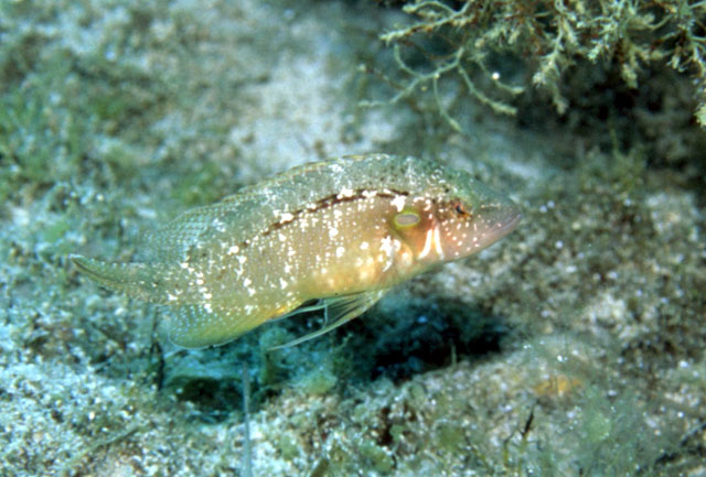 斑鳍高体盔鱼(Pteragogus pelycus)
