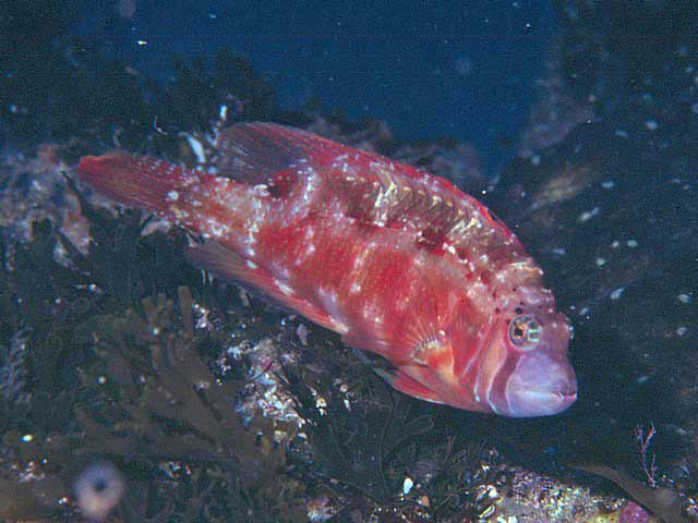 颊带高体盔鱼(Pteragogus taeniops)