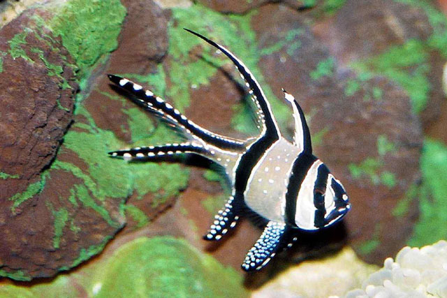 考氏鳍天竺鲷(Pterapogon kauderni)
