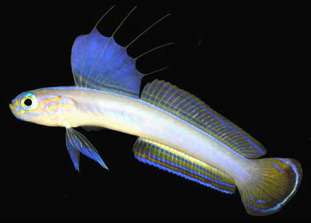 菲律宾鳍塘鳢(Ptereleotris kallista)