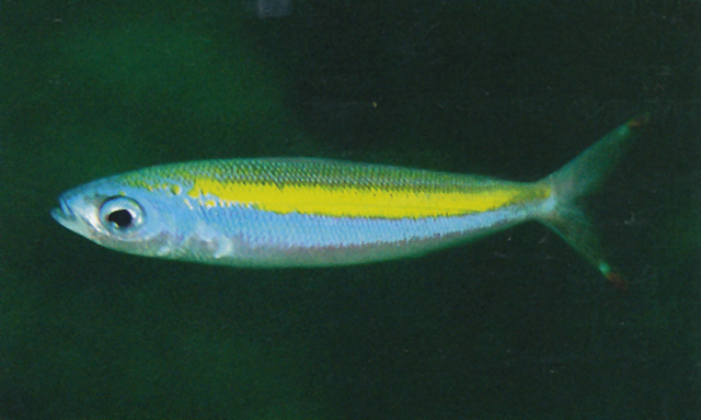 莫尼卡鳞鳍梅鲷(Pterocaesio monikae)
