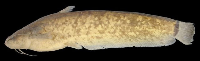 弗氏隐鳍鲇(Pterocryptis furnessi)