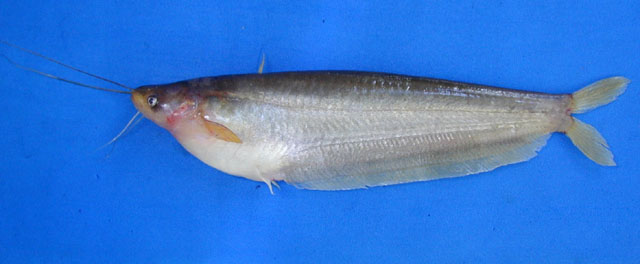 菲律宾隐鳍鲇(Pterocryptis taytayensis)