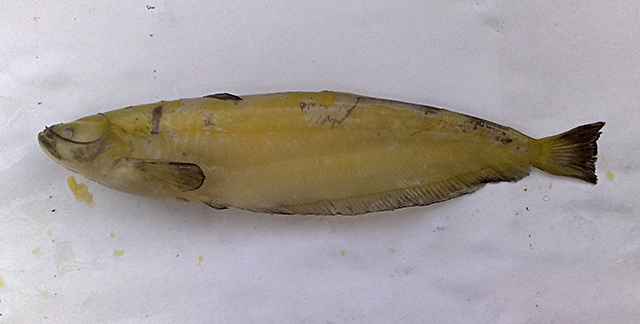 怀纳德隐鳍鲇(Pterocryptis wynaadensis)
