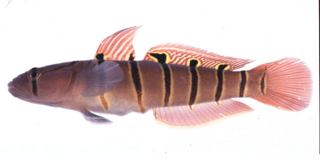 蛇首高鳍虾虎(Pterogobius elapoides)