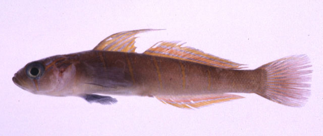 白带高鳍虾虎(Pterogobius zonoleucus)