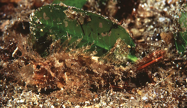 戈氏狭蓑鲉(Pteroidichthys amboinensis)