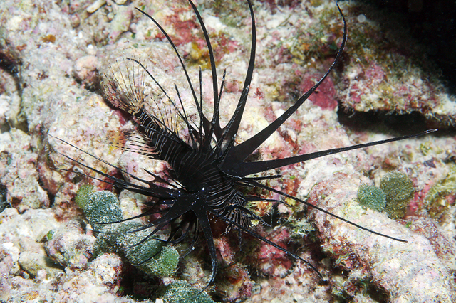 斑鳍蓑鲉(Pterois miles)