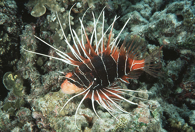 辐纹蓑鲉(Pterois radiata)