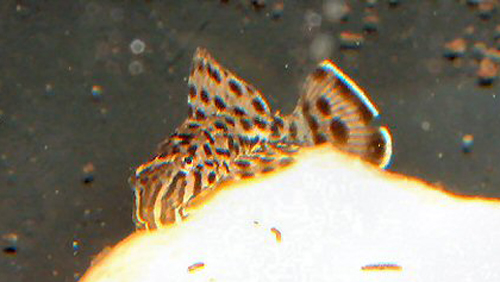 斑翼甲鲇(Pterygoplichthys punctatus)