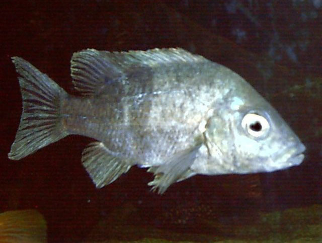 丑褶丽鱼(Ptychochromis inornatus)