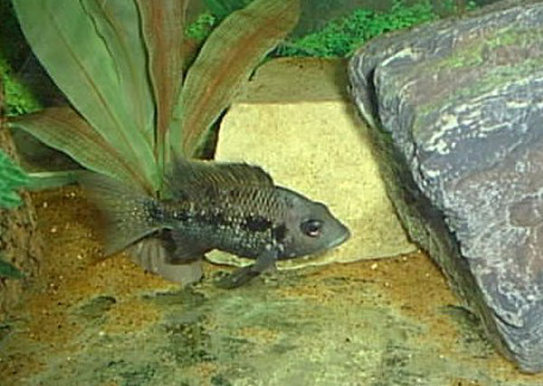 少棘褶丽鱼(Ptychochromis oligacanthus)