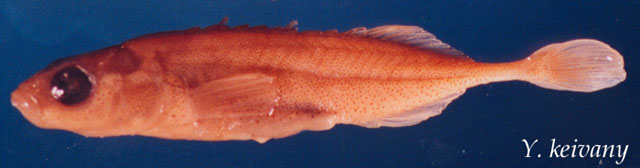 光身多刺鱼(Pungitius laevis)