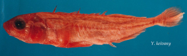 平胸多刺鱼(Pungitius platygaster)