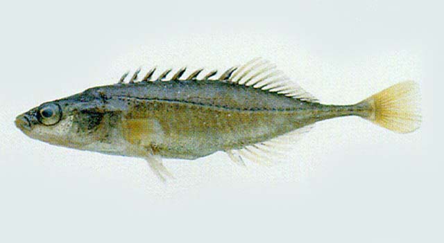 中华多刺鱼(Pungitius sinensis)