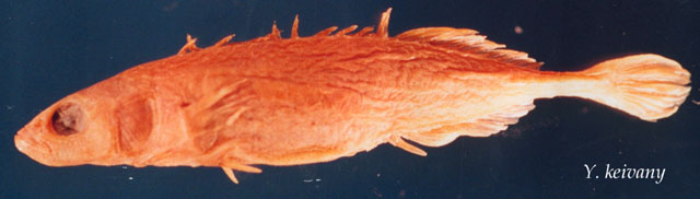 图门江多刺鱼(Pungitius tymensis)