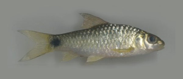 两栖小鲃(Puntius amphibius)