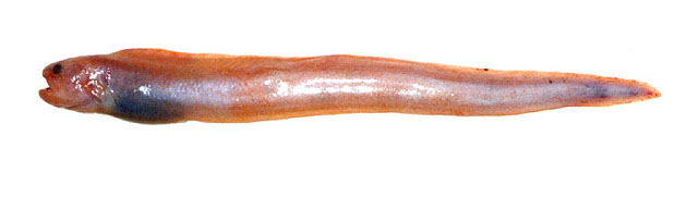 白令海红绵鳚(Puzanovia rubra)