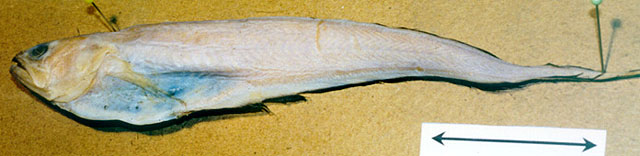 琳达锥齿潜鱼(Pyramodon lindas)