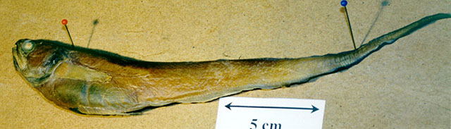 斑纹锥齿潜鱼(Pyramodon punctatus)