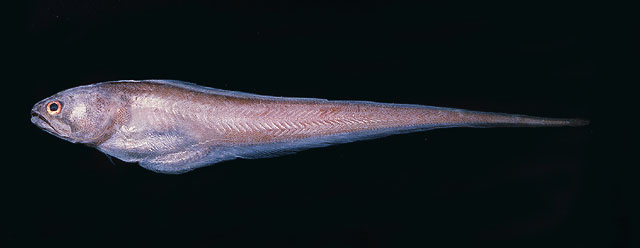 纤尾锥齿潜鱼(Pyramodon ventralis)