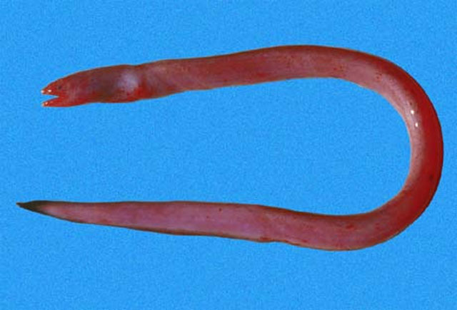 巴拿马蟒鳗(Pythonichthys asodes)