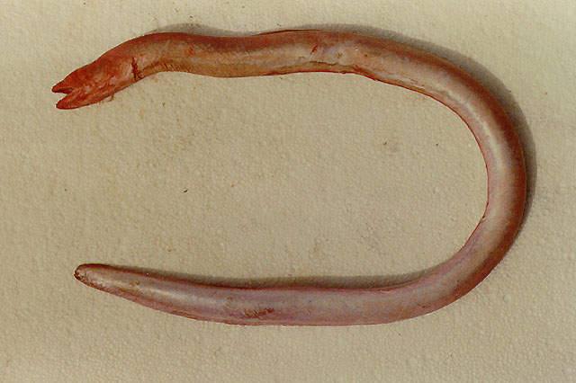 大尾蟒鳗(Pythonichthys macrurus)