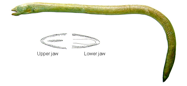 蟒鳗(Pythonichthys sanguineus)