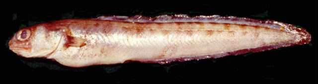 巴西蛙鳚(Raneya brasiliensis)