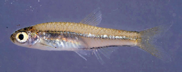 钝头波鱼(Rasbora amplistriga)