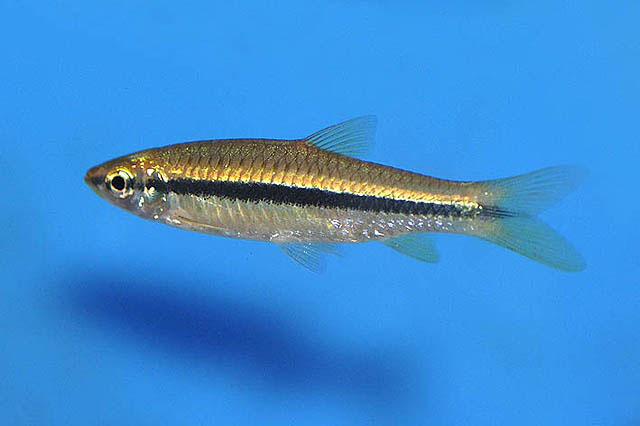 银线波鱼(Rasbora argyrotaenia)