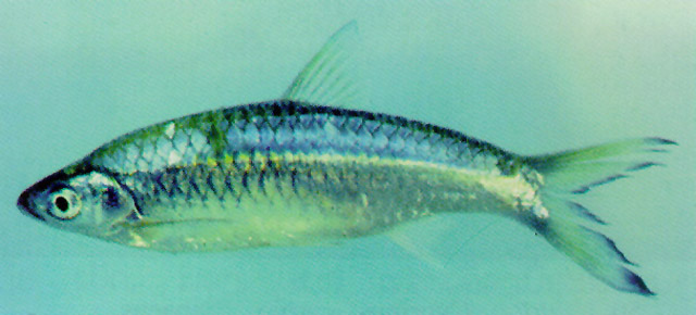 金带波鱼(Rasbora aurotaenia)