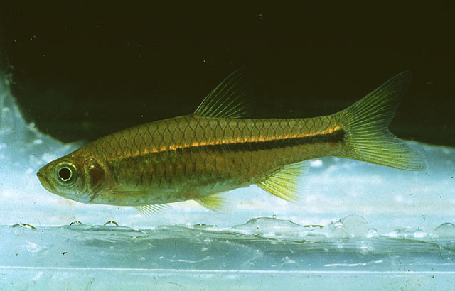 巴厘岛波鱼(Rasbora baliensis)
