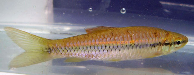 细波鱼(Rasbora daniconius)