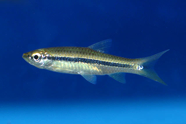 黄尾波鱼(Rasbora dusonensis)