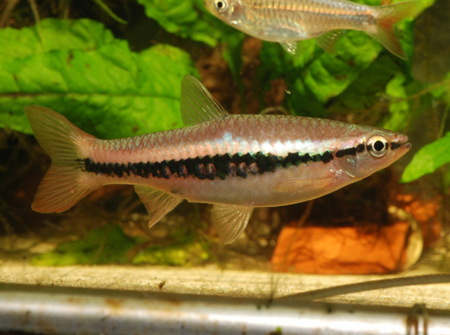 佩氏波鱼(Rasbora patrickyapi)