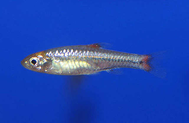红背波鱼(Rasbora rubrodorsalis)