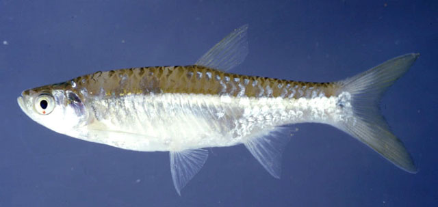 北波鱼(Rasbora septentrionalis)