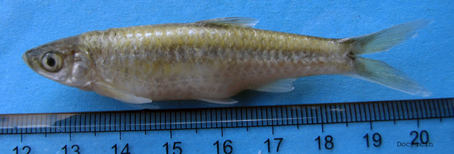 塔瓦兰波鱼(Rasbora tawarensis)
