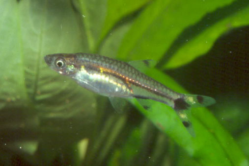 杂斑波体鱼(Rasbosoma spilocerca)