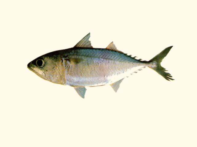 短体羽鳃鲐(Rastrelliger brachysoma)
