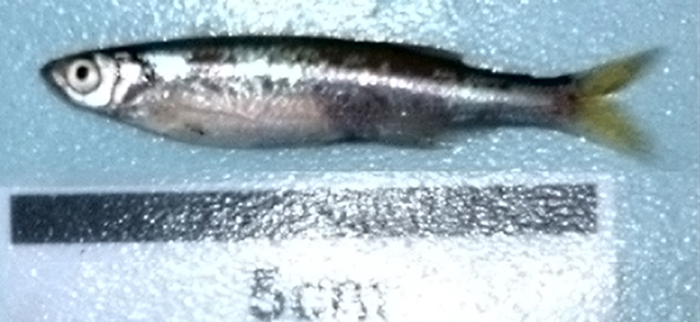 银色新耙波拉鱼(Rastrineobola argentea)