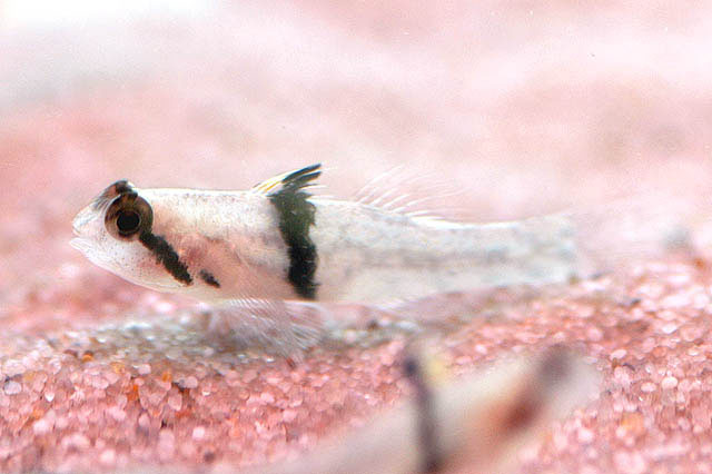 环带雷虾虎(Redigobius balteatus)