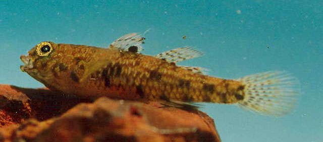 拜库雷虾虎(Redigobius bikolanus)