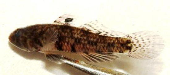 大口雷虾虎(Redigobius macrostoma)