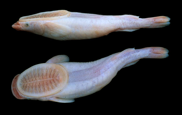 白短鮣(Remora albescens)