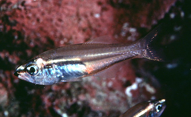 黑颏箭天竺鲷(Rhabdamia nigrimentum)