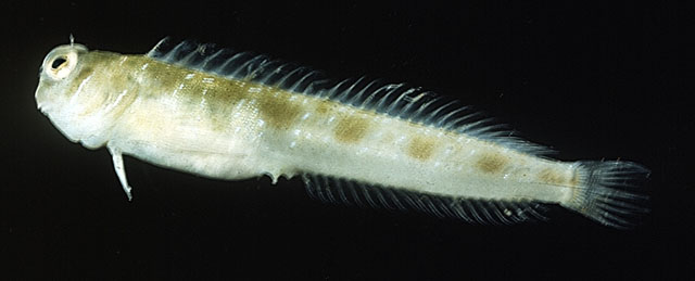 灿烂棒鳚(Rhabdoblennius nitidus)