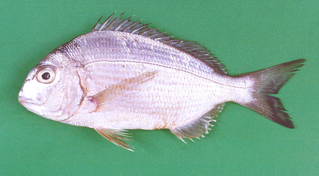 大眼平鲷(Rhabdosargus thorpei)