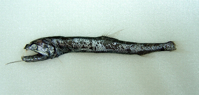 细杉鱼(Rhadinesthes decimus)